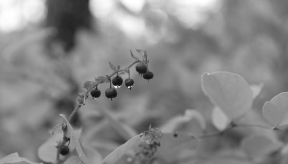 Close up of salal berries with dew drops clinging to their undersides.